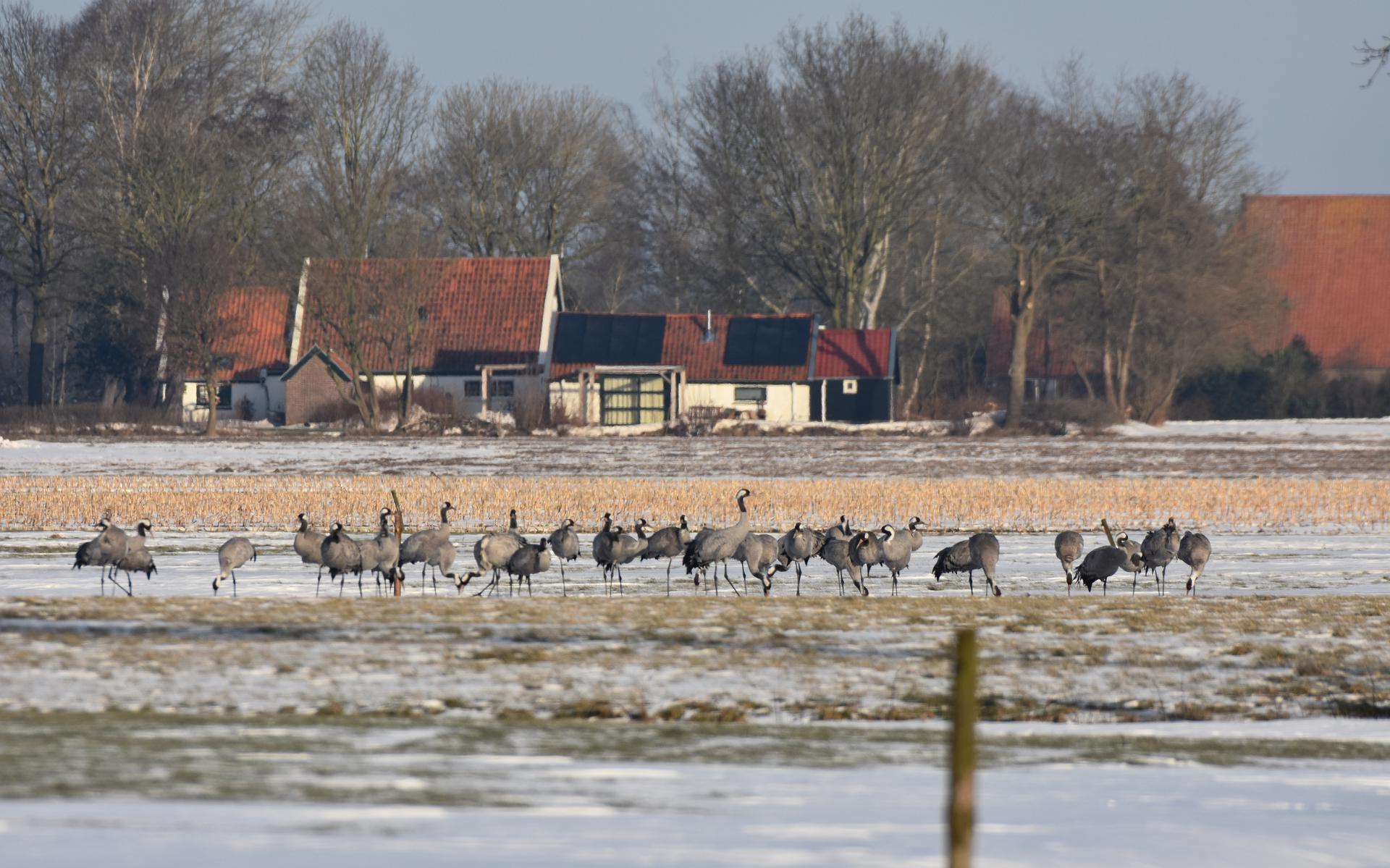 Een groep kraanvogels in de winter.