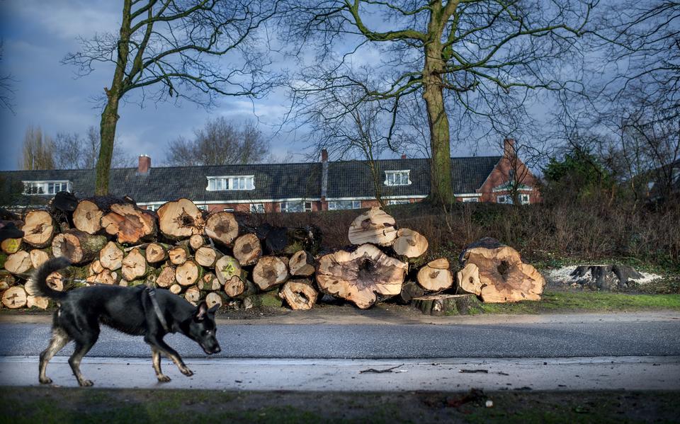 Een archieffoto uit 2015 van gekapte bomen in het Noorderplantsoen in Groningen. Foto: Corne Sparidaens