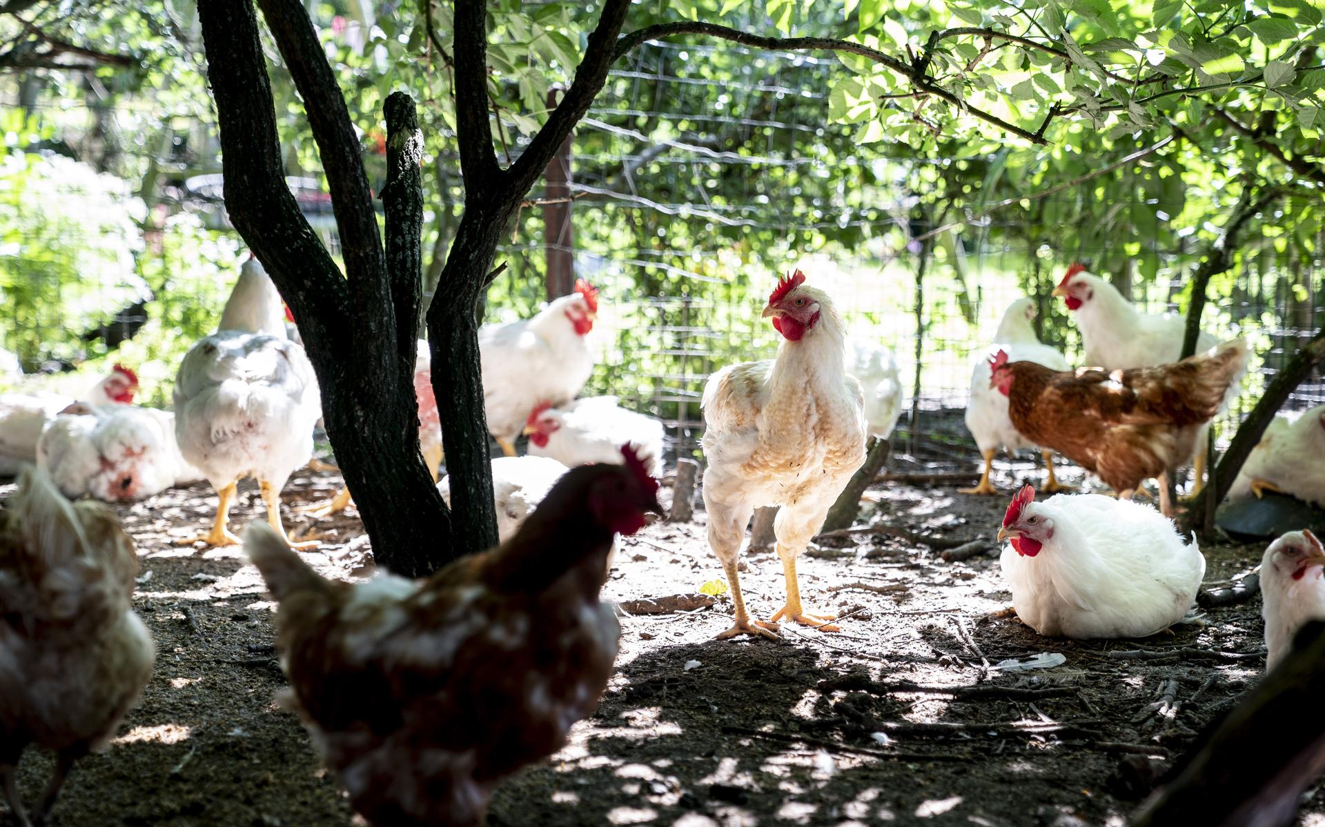 Bofkippen, waddenvarkens en puttertjes in het groen - Dagblad van het Noorden - Dagblad van het Noor