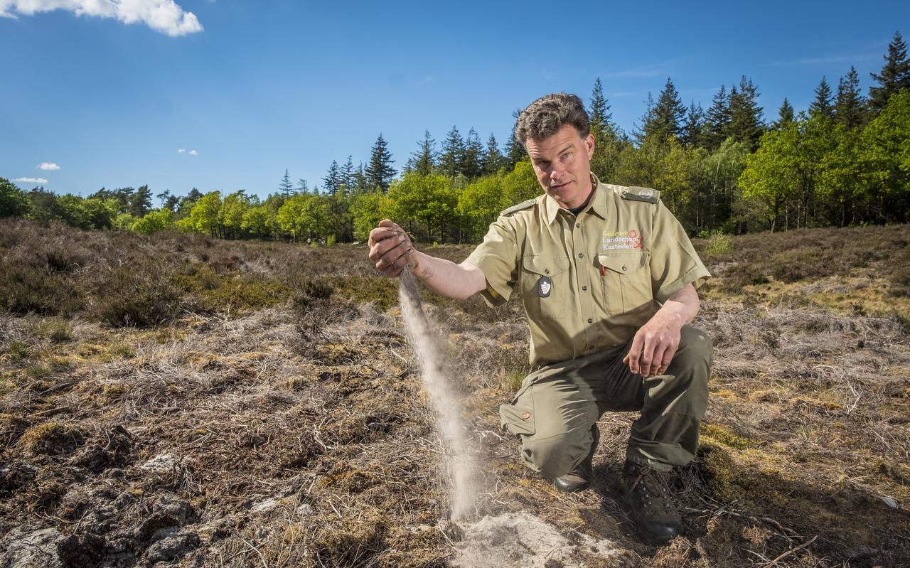 Boswachter Ger Verwoerd laat het het poederige zand van de Veluwe door zijn hand glijden. Boswachter Ger Verwoerd laat het het poederige zand van de Veluwe door zijn hand glijden.