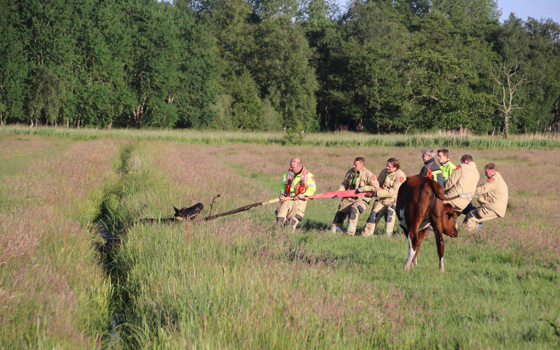 De brandweer van Haren redde donderdagavond drie koeien uit de sloot aan de Noorderhooidijk in Onnen. 