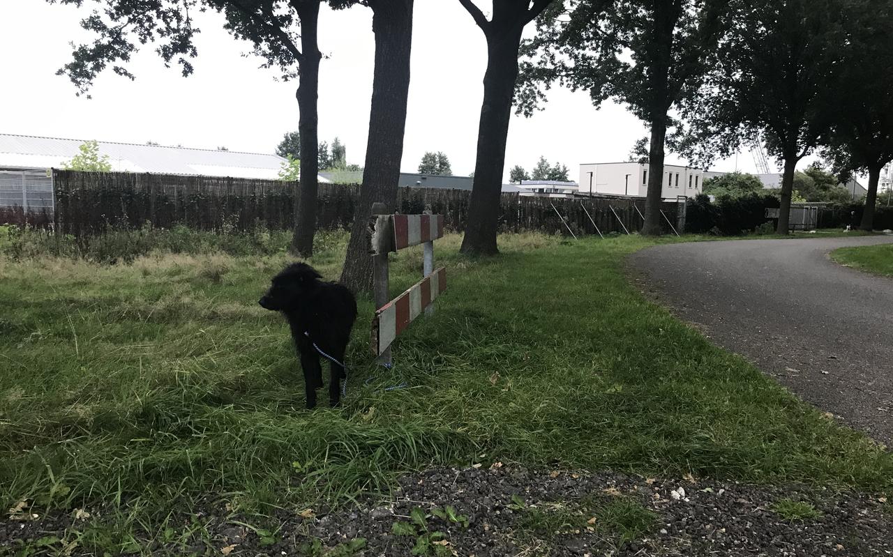 Hond Qarel vastgebonden aan het hek met op de achtergrond het Provinciaal Drents Dierentehuis. Hond Qarel vastgebonden aan het hek met op de achtergrond het Provinciaal Drents Dierentehuis.