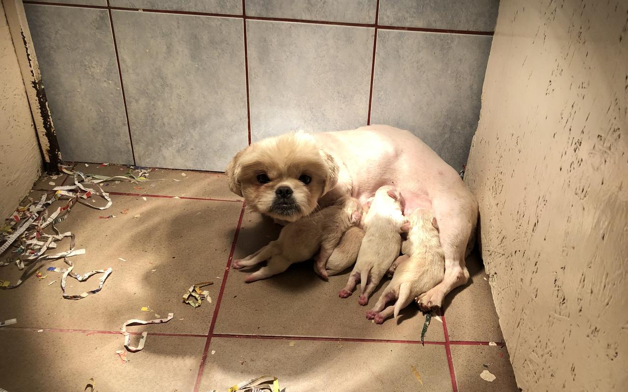 Als fokzeugen werpen de moederdieren het ene na het andere nestje op de koude stenen vloer. Als fokzeugen werpen de moederdieren het ene na het andere nestje op de koude stenen vloer.