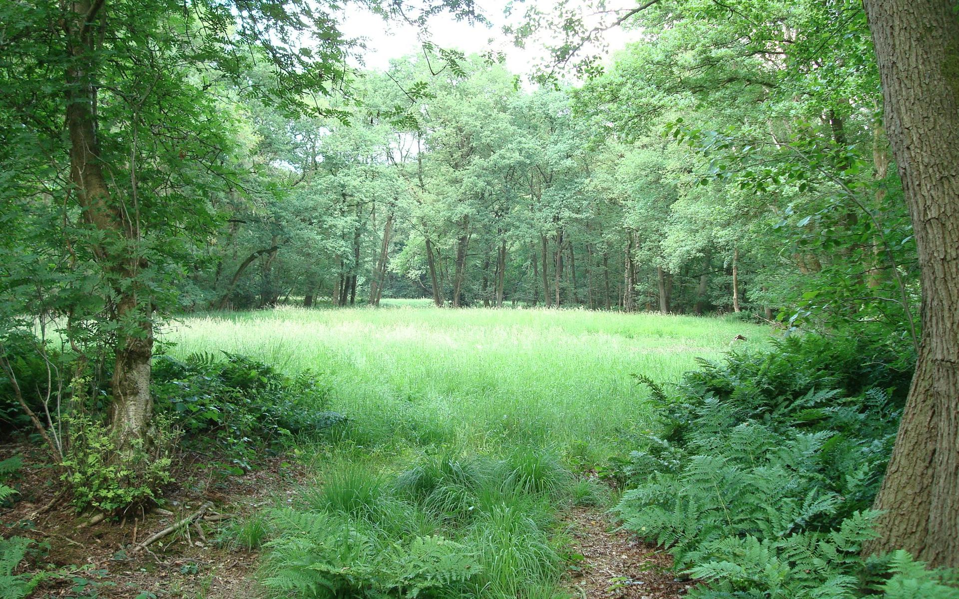 Het natuurgebied Liefstinghsbroek bij Vlagtwedde. Foto: Provincie Groningen                               