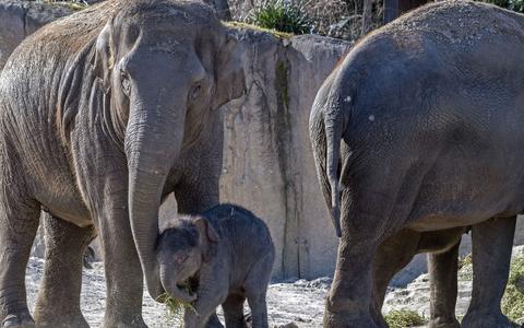 Onder begeleiding van moeder en tantes verkende het pasgeboren olifantje Ka Yan het buitenverblijf in Wildlands.