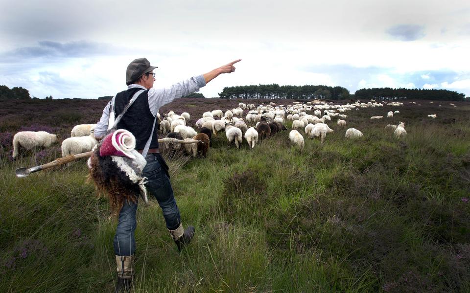 Niet in elk gebied zijn herder en kudde nog te zien in het weekend.
