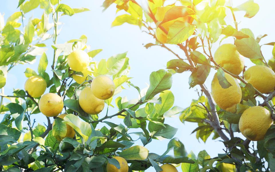 Italië is het land dat voor ons het zinnebeeld is van citroenen. 