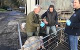 Taxateur Johan Wesselink (l) onderzoek het schaap onder het toeziend oog van Gerard Worst. Rechts staat veearts Robert Fikse klaar om het dier uit haar lijden te verlossen.