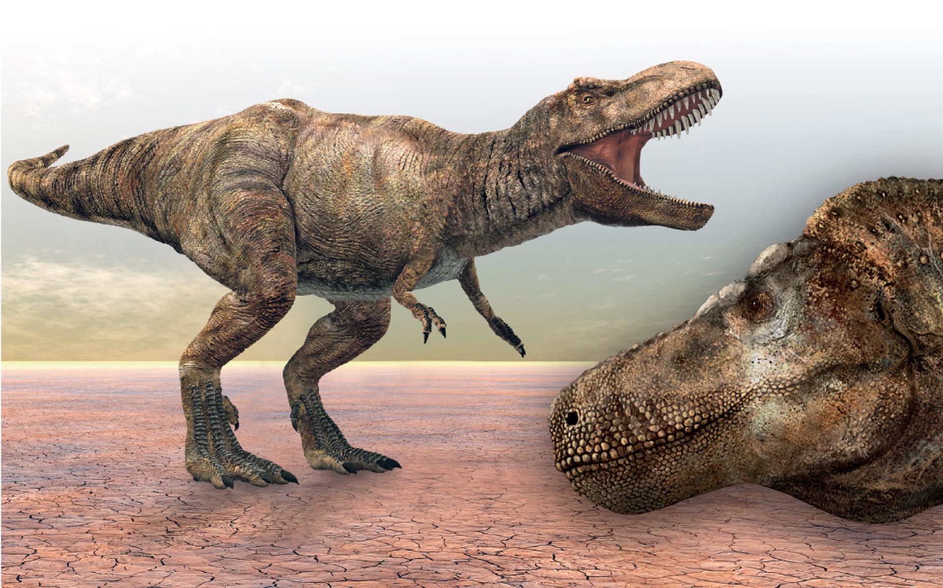 De Tyrannosaurus rex leefde circa 70 tot 65 miljoen jaar geleden.
