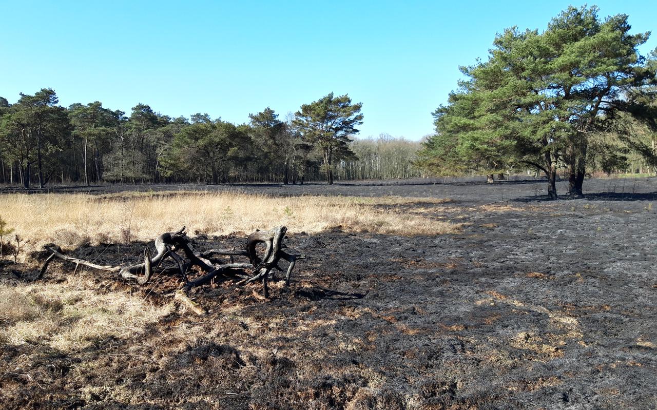 Een grote brand bij het Mensingebos verwoestte zeker tien hectare natuur. Foto: DVHN