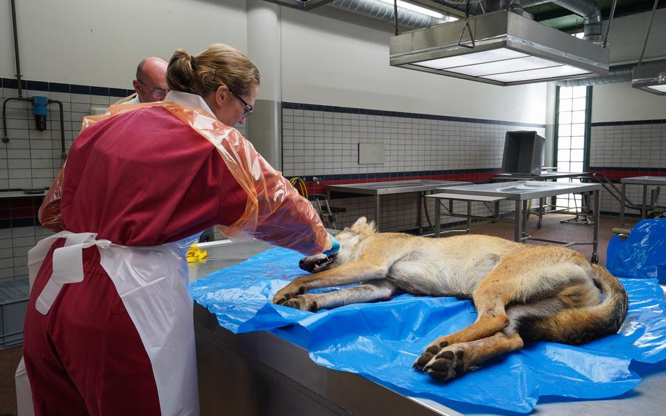 De in Wapse doodgeschoten wolf is op de faculteit Diergeneeskunde van de universiteit Utrecht onderzocht.