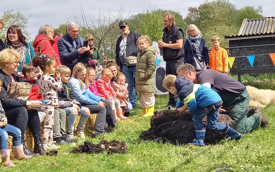 Kinderboerderij Winschoten, waar begin mei het schaapscheerdersfeest werd gehouden. 