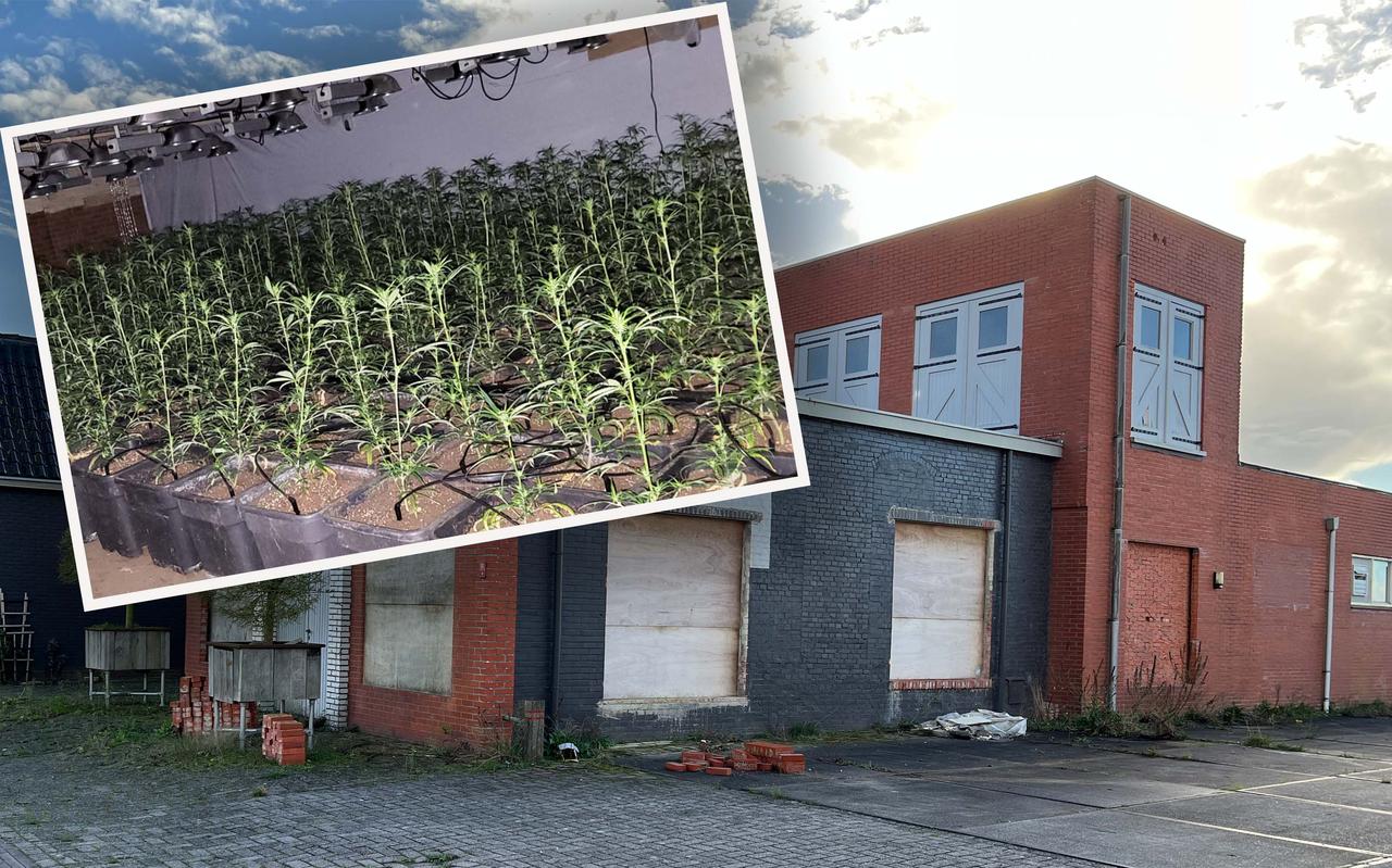 Deze oude koekfabriek in Kiel-Windeweer werd omgebouwd tot wietkwekerij Deze oude koekfabriek in Kiel-Windeweer werd omgebouwd tot wietkwekerij