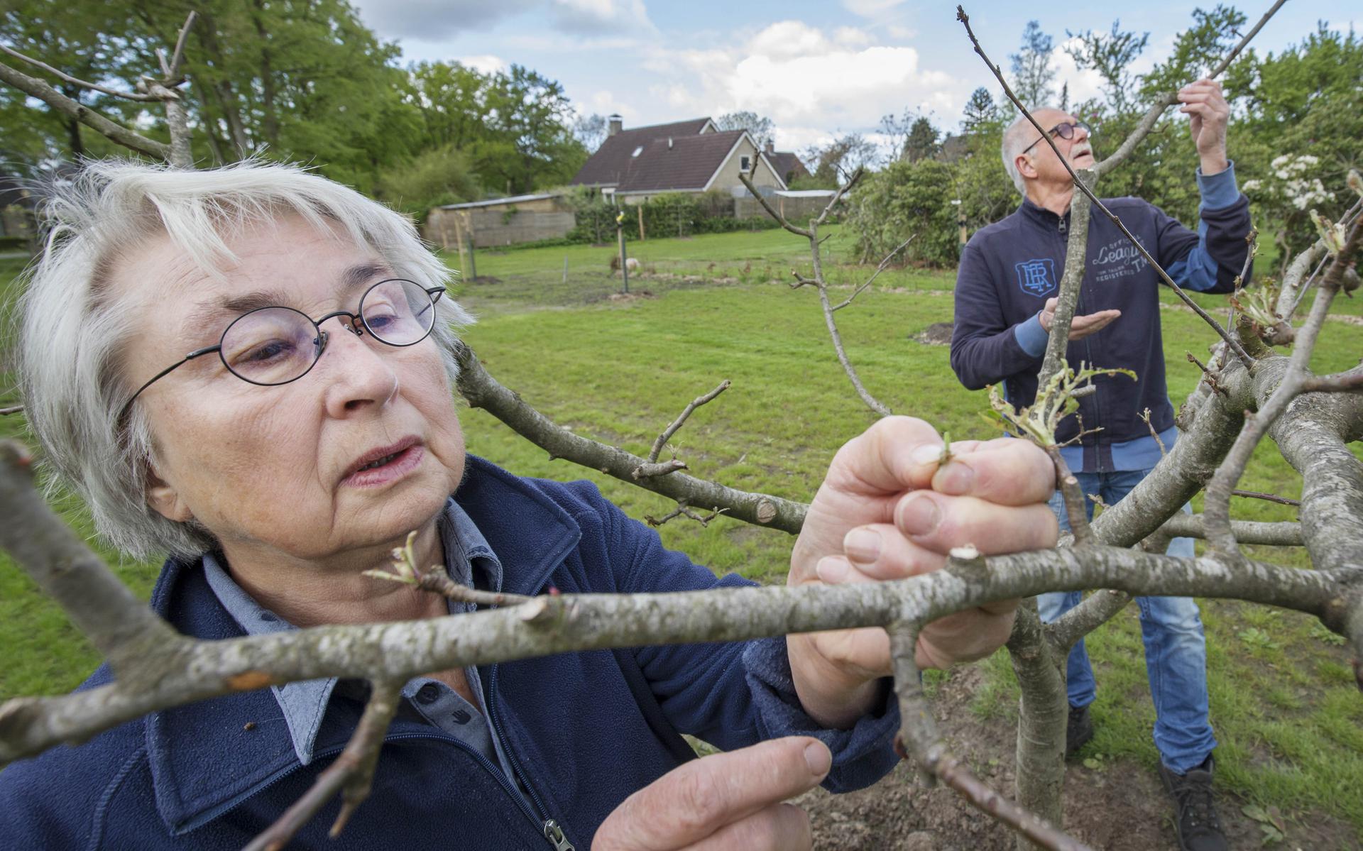Archieffoto: Hannie Idema, in wier achtertuin boomgaard de Oude Veenhoop ligt, en vrijwilliger Jan Vulperhorst nemen de schade van de kaalgevreten bomen op.