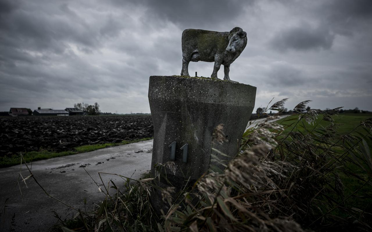 Een koe siert een oprit van een boerderij in Bedum. De kloof tussen boeren en de stad is veel kleiner dan velen denken. Een koe siert een oprit van een boerderij in Bedum. De kloof tussen boeren en de stad is veel kleiner dan velen denken.