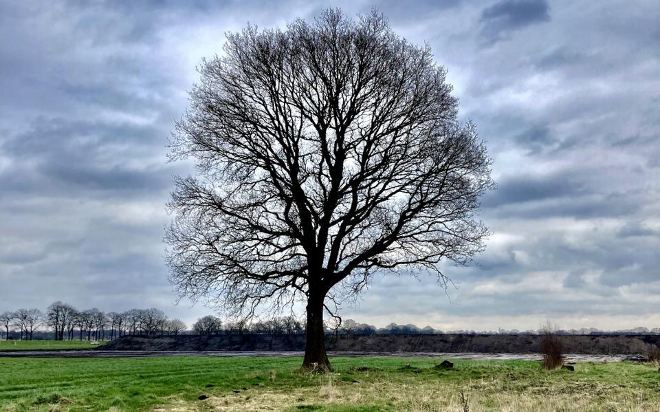 Deze monumentale boom wil de gemeente Hoogeveen laten kappen, ondanks dat de zomereik op een lijst met beschermwaardige bomen staat en de eigen inspecteur het kapverzoek afwijst.
