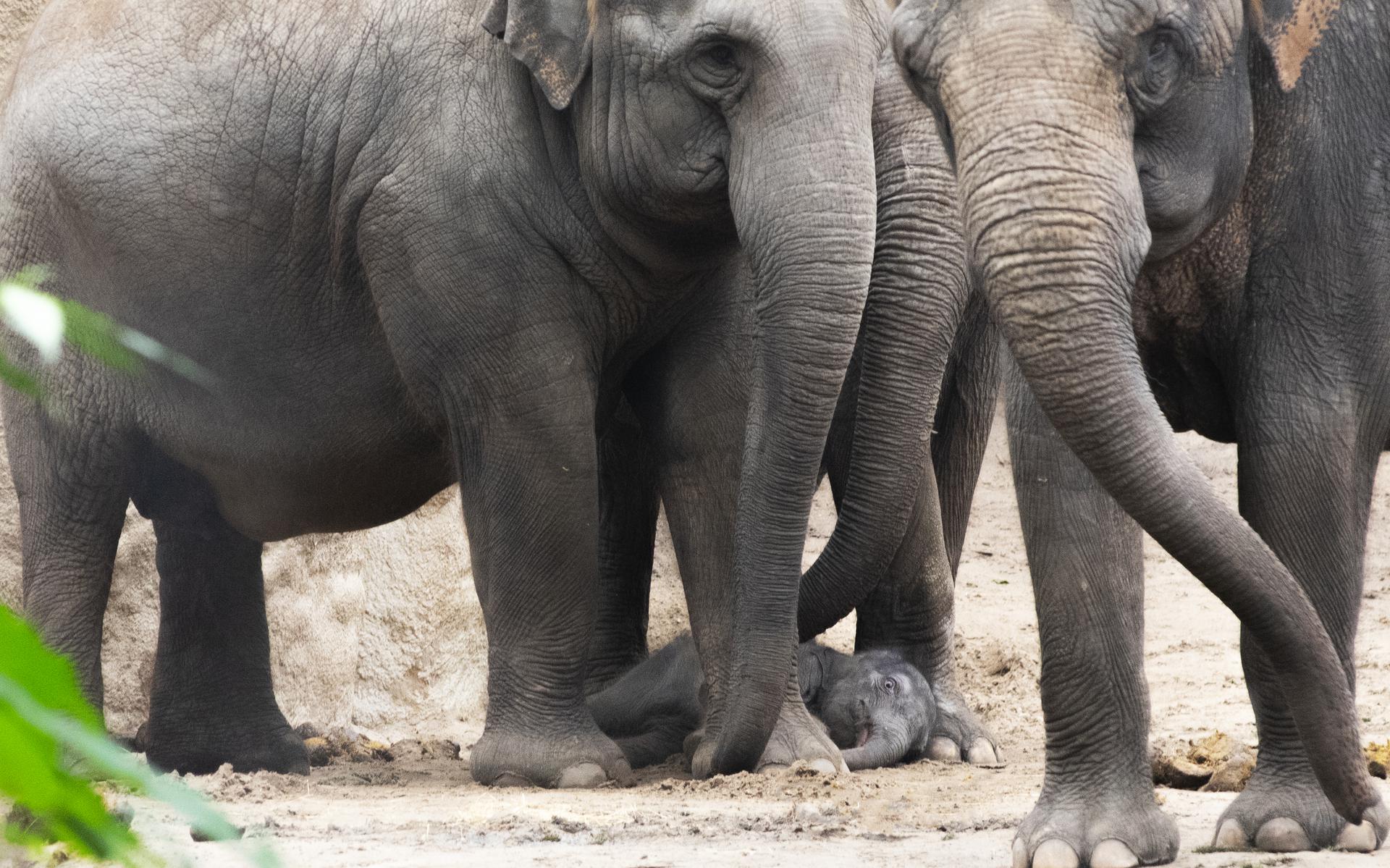 Het pasgeboren olifantenstiertje Nagarr is hier duidelijk te bewonderen.