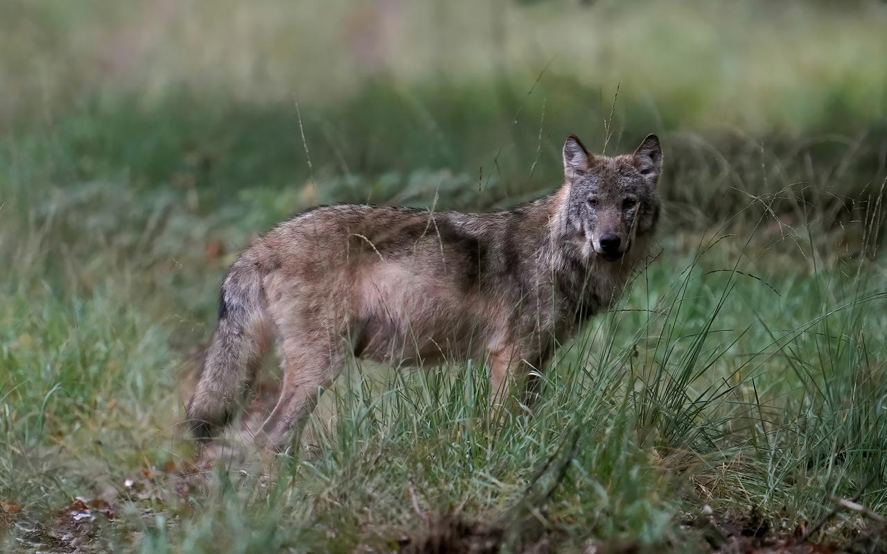 Een wolf op de Veluwe. Een wolf op de Veluwe.