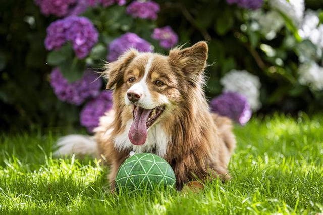 Guus de hond: van mishandelde pup naar allemansvriend in Rolde
