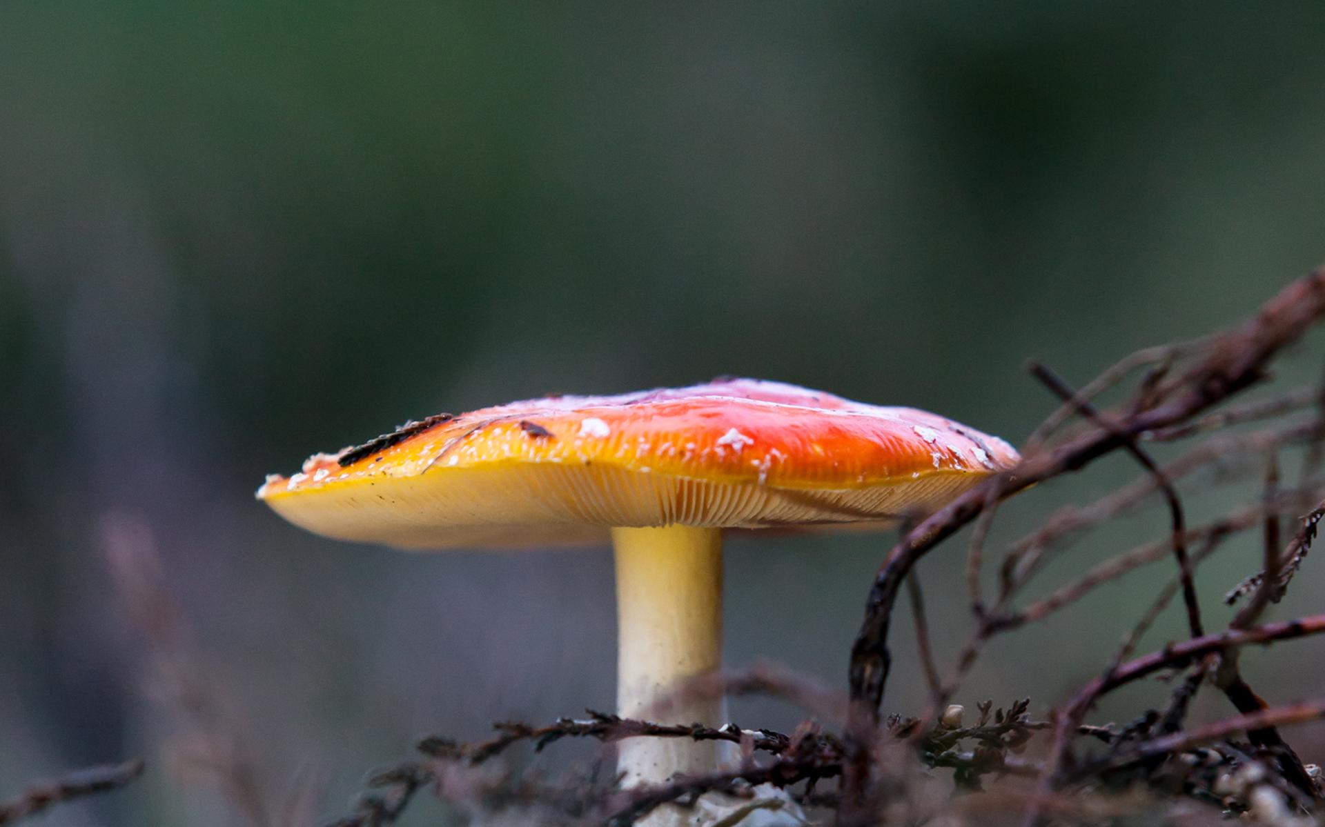 Paddenstoelen bij het Boomkroonpad.
