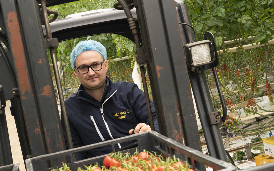 Pavel Lipinski aan het werk in de kassen van Gardeners Pride in Bitgum.