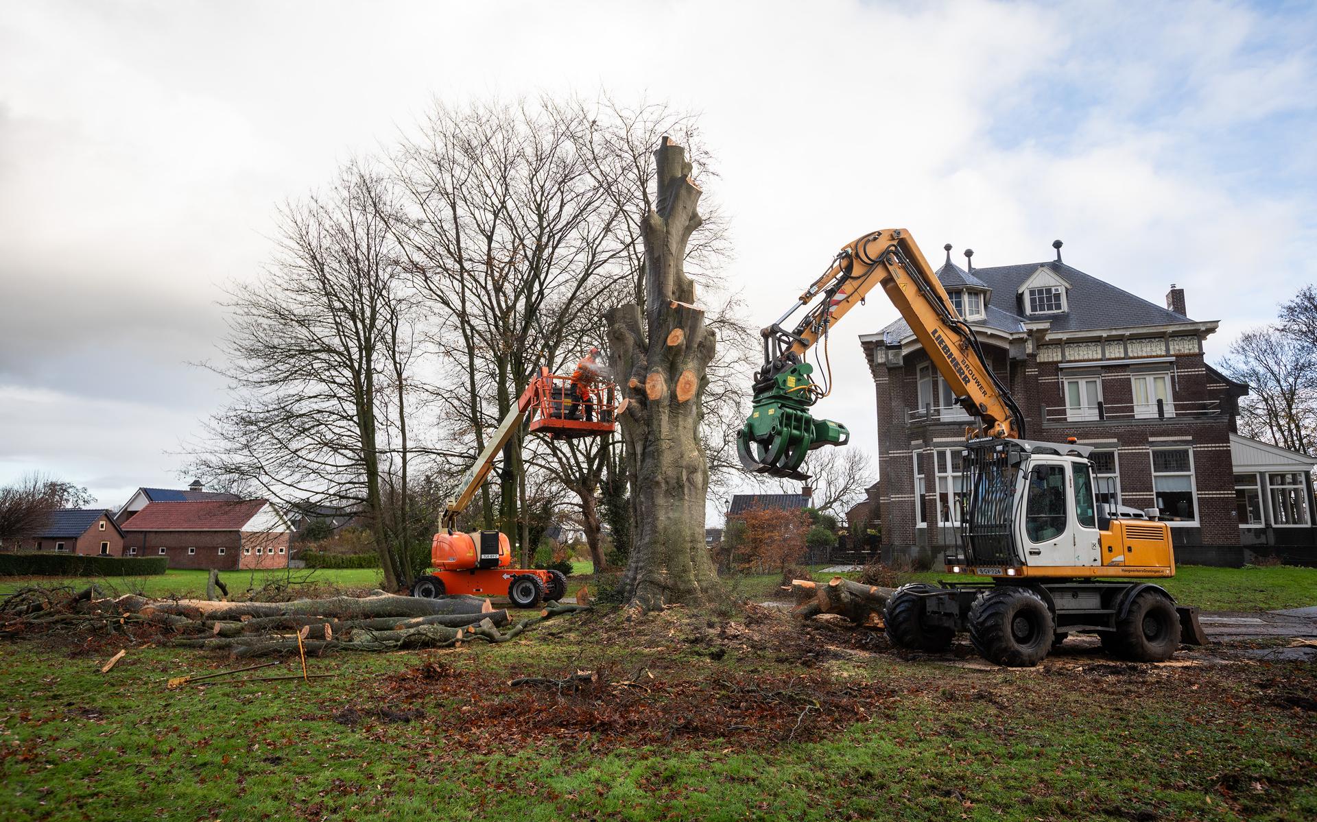 Monumentale beuk in Scheemda uit voorzorg gekapt. 'We stonden erbij te janken'