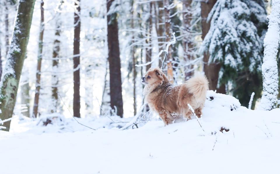 Pipo geniet in de sneeuw bij Schoonoord.