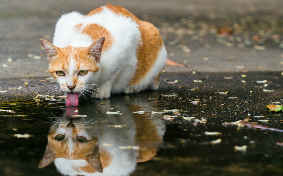 Meerdere katten gevonden in de vaart bij Meppel, vrees voor fanatieke