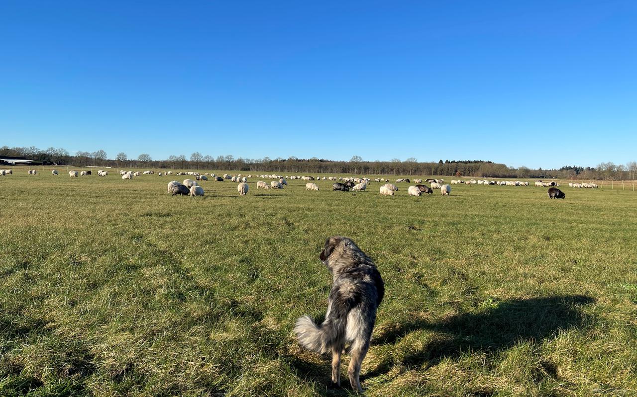 De kuddebeschermingshond en de schapenkudde van herderin Erika Visser uit Doldersum