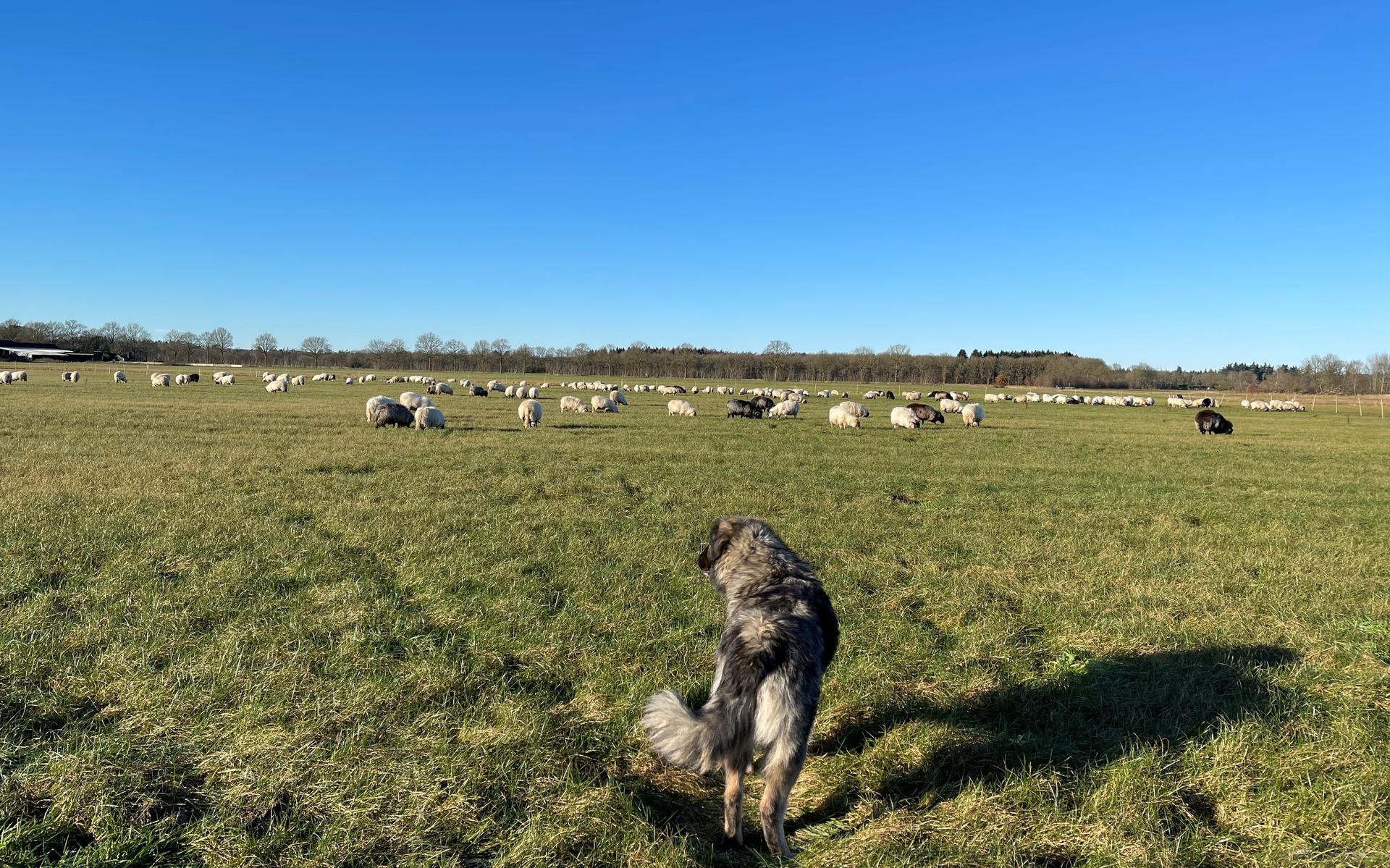 Eigenaar van door wolf in Wapse aangevallen kudde: 'Iedereen mag vinden dat de wolf uit Drenthe weg 