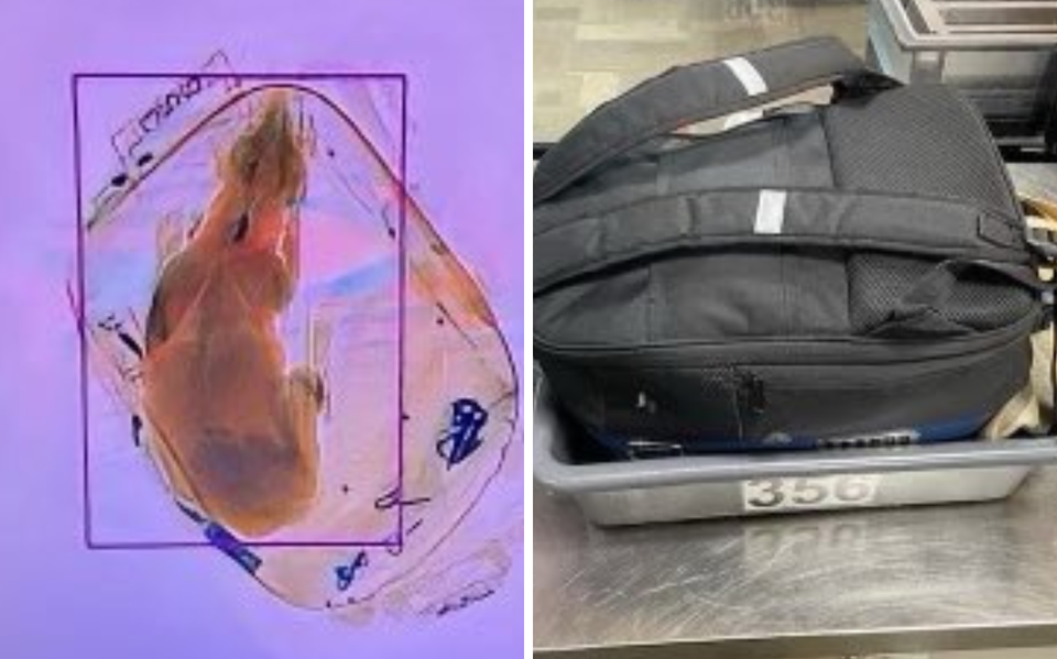 Een hond ging per ongeluk door de bagagescanner.