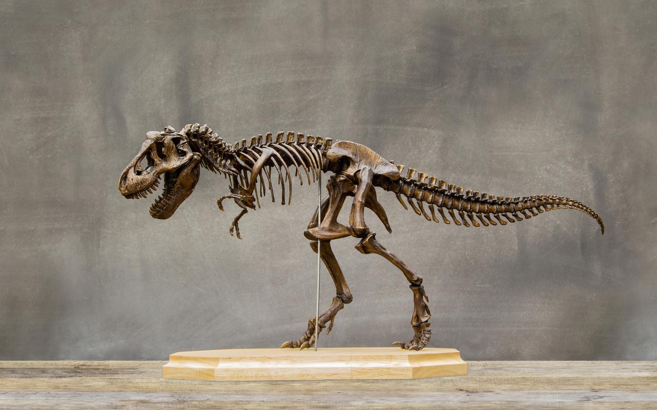 Dinosaurusskeletten zijn het nieuwste speeltje van de superrijken. Dinosaurusskeletten zijn het nieuwste speeltje van de superrijken.