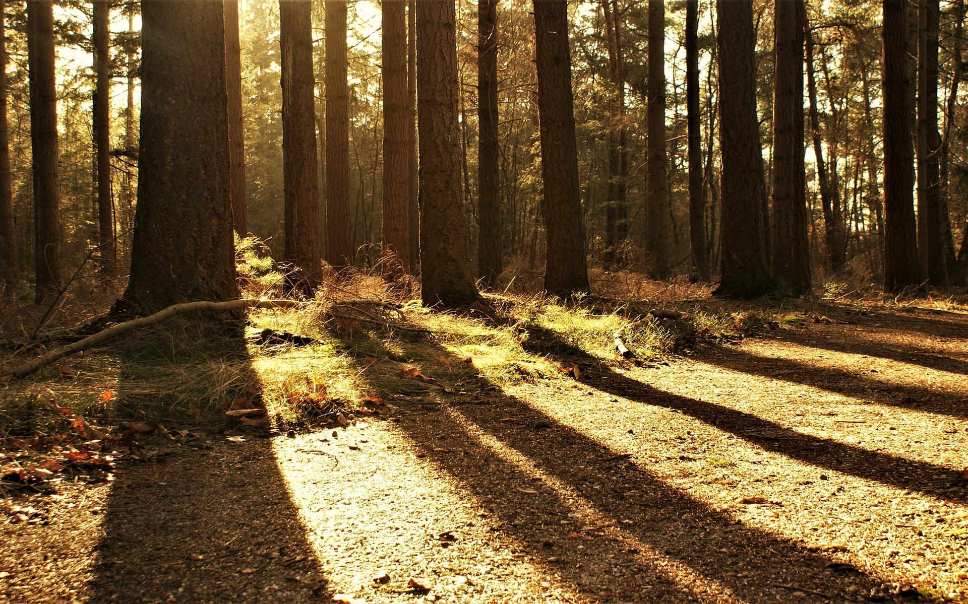 De Maatschappij van Weldadigheid start vrijdag met het plegen van onderhoud aan 20.150 meter aan zandwegen in Frederiksoord, Wilhelminaoord en Boschoord.