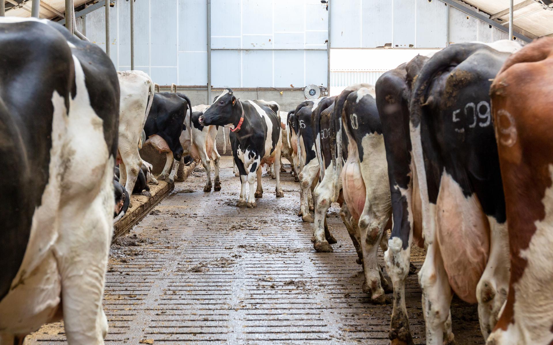 Een emissiearme stalvloer op een melkveebedrijf. De veehouderij speelt een grote rol in het debat over stikstof. 