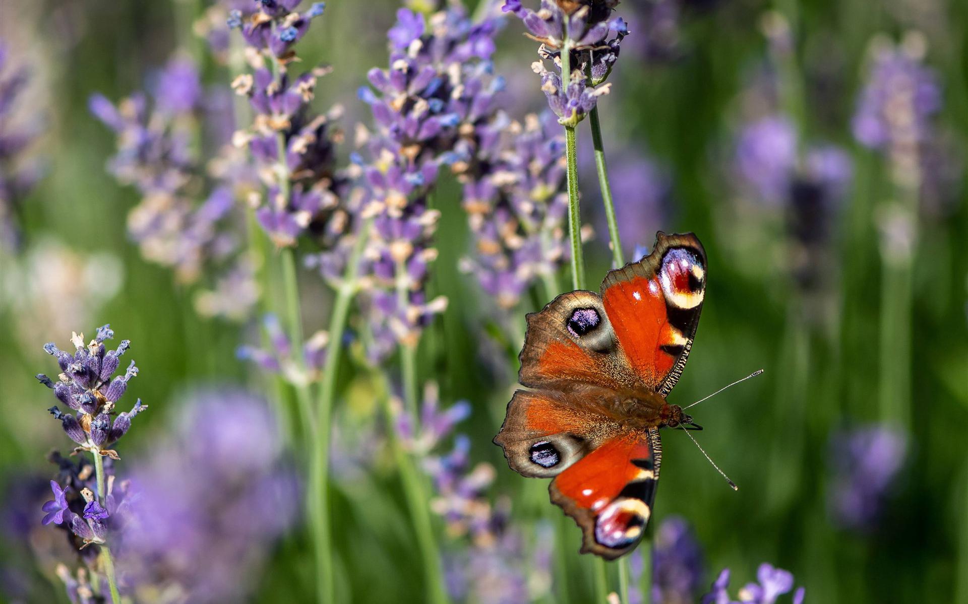 Het is de eerste keer dat vlinders worden geteld in agrarisch gebied.