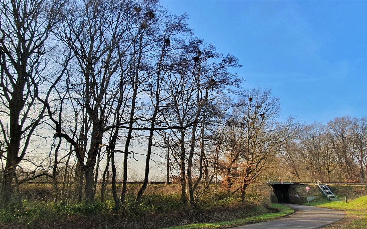 Vanuit de Asser wijk Marsdijk zijn nesten van roeken verplaatst naar de Vrieserweg in Loon. Vanuit de Asser wijk Marsdijk zijn nesten van roeken verplaatst naar de Vrieserweg in Loon.