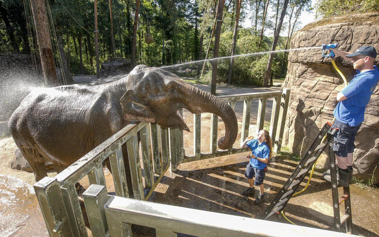 Waterpret in het olifantenverblijf: door middel van sproeiers wordt er in Burgers’ Zoo voor genoeg verkoeling gezorgd.