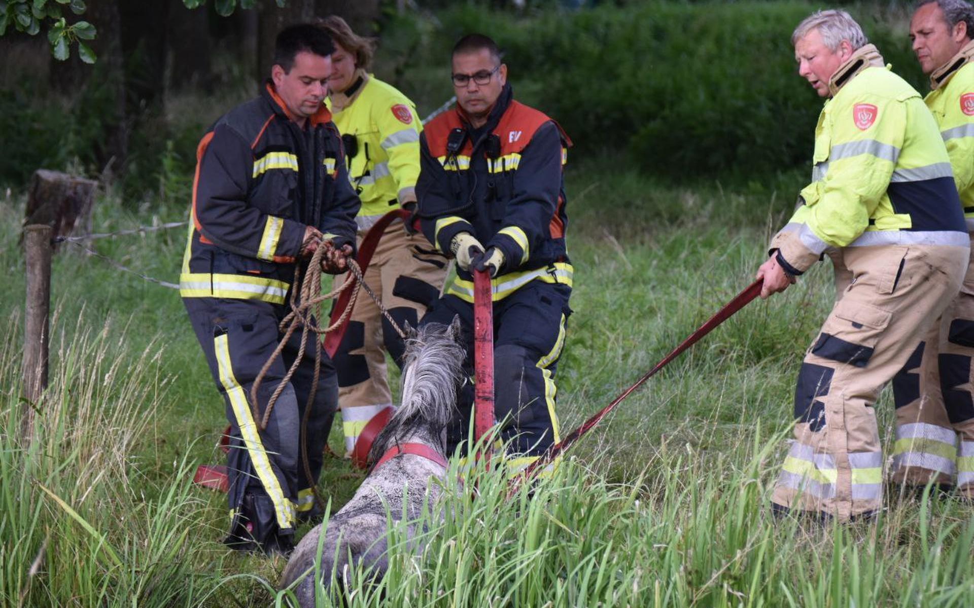 Brandweer redt paard uit het water in Oostwold - Dagblad van het Noorden