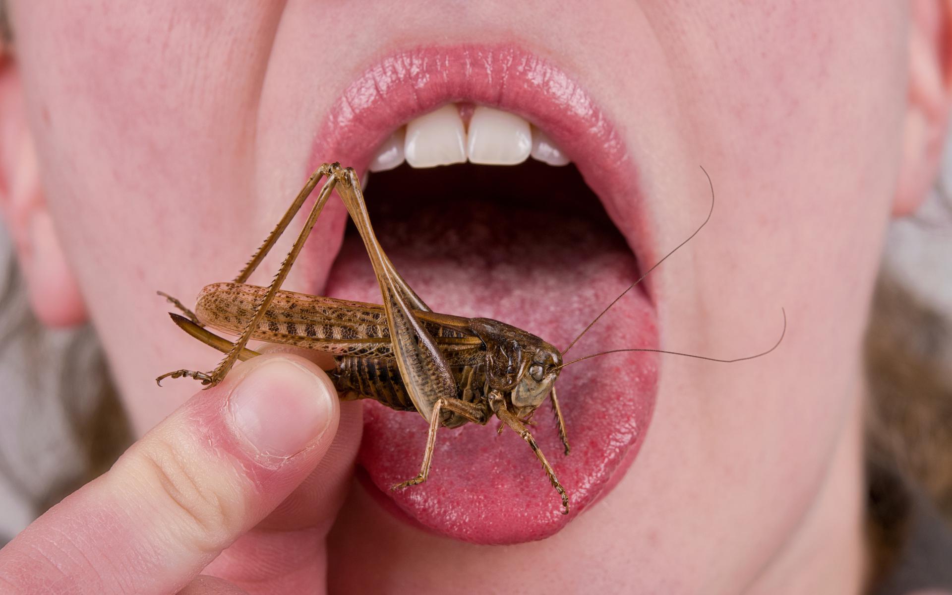 Komkommer het einde Glad Gaan we echt insecten eten in plaats van vlees? Walging is een cruciale  factor als het gaat om het kiezen voor een duurzamer levensstijl | opinie -  Dagblad van het Noorden