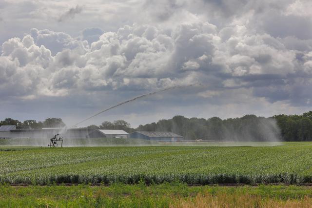 Boeren uit Westerveld houden stil trekkerprotest in Diever uit onvrede over acties tegen sierteelt.