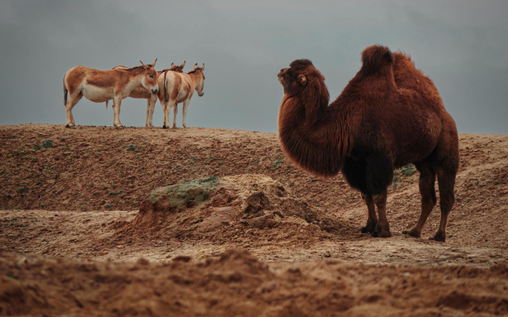 De kamelen en onagers leven samen in de woestijn van Serenga in het Emmer park.