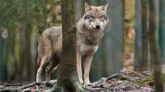 Niet-schuwe wolf Sellingen krijgt speciaal meldpunt en infobijeenkomst