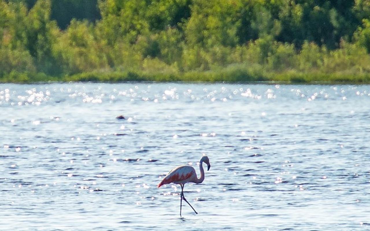 Een Flamingo in het Zuidlaardermeer in 2016 Een Flamingo in het Zuidlaardermeer in 2016