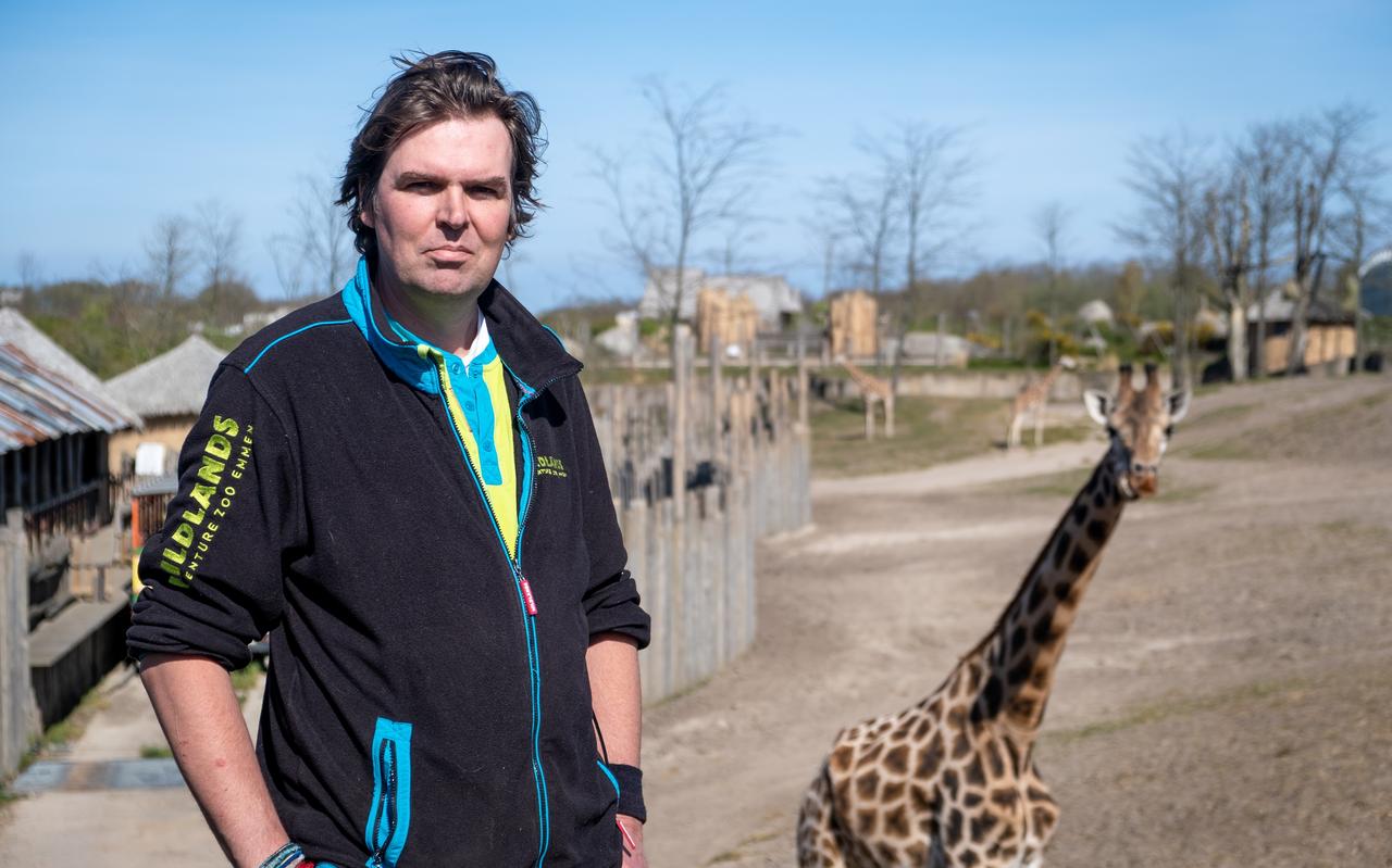 Dierenverzorger Vincent van Dalen loopt deze dagen met een dubbel gevoel door de dierentuin. Foto: DVHN Dierenverzorger Vincent van Dalen loopt deze dagen met een dubbel gevoel door de dierentuin. Foto: DVHN