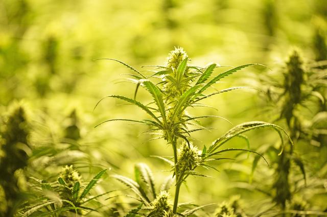 Hennepkweker uit Winschoten voor de rechter. ´Toen de politie kwam ging het net een beetje goed