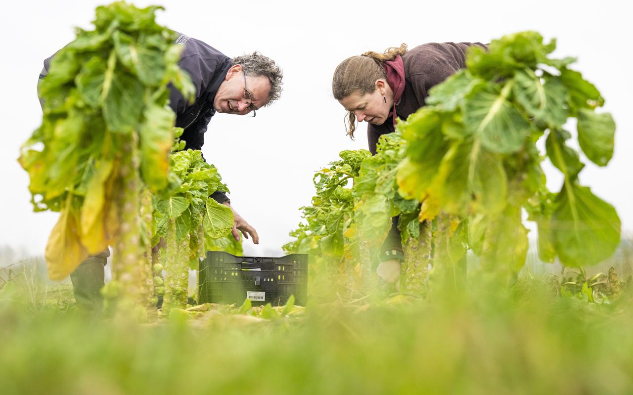 Henk Boer en Corine van der Heide oogsten spruiten op Herenboerderij Herenboerderij Hof van Rhee. 