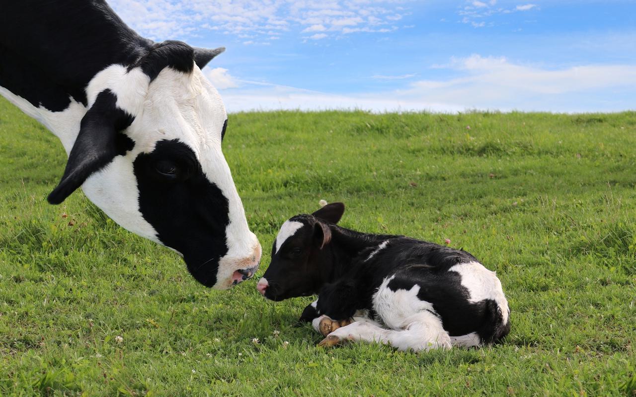 Een koe met pasgeboren kalf.
