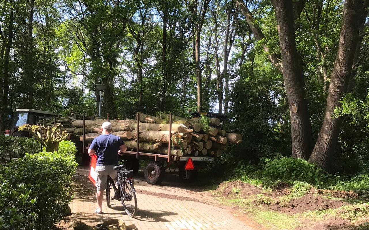 Een bewoner van een vakantiehuis kijkt toe terwijl de gekapte bomen worden afgevoerd. Een bewoner van een vakantiehuis kijkt toe terwijl de gekapte bomen worden afgevoerd.