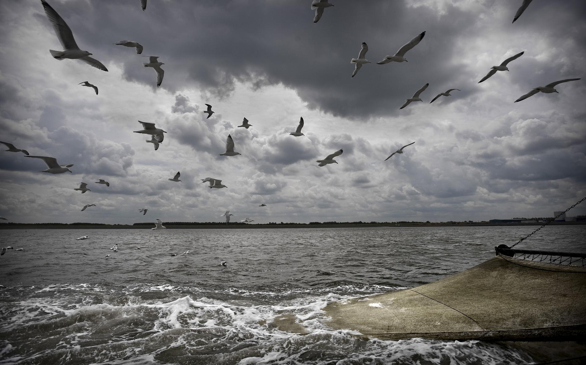 Vogels in havens van Den Helder en Den Oever krijgen zelfde broedponton als soortgenoten in Lauwerso
