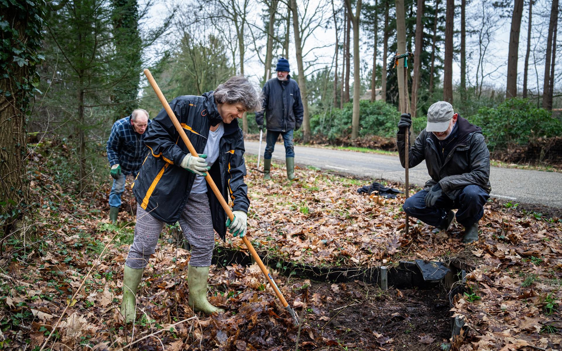 Dankzij vrijwilligers kunnen padden veilig op weg naar hun paringsgebied in Gasteren. 'Zonde als er 